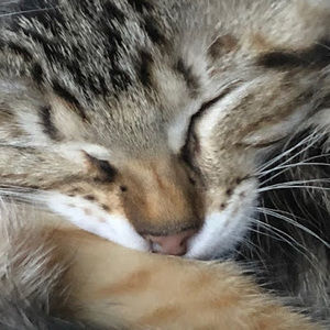 Meet your Posher, Rachel